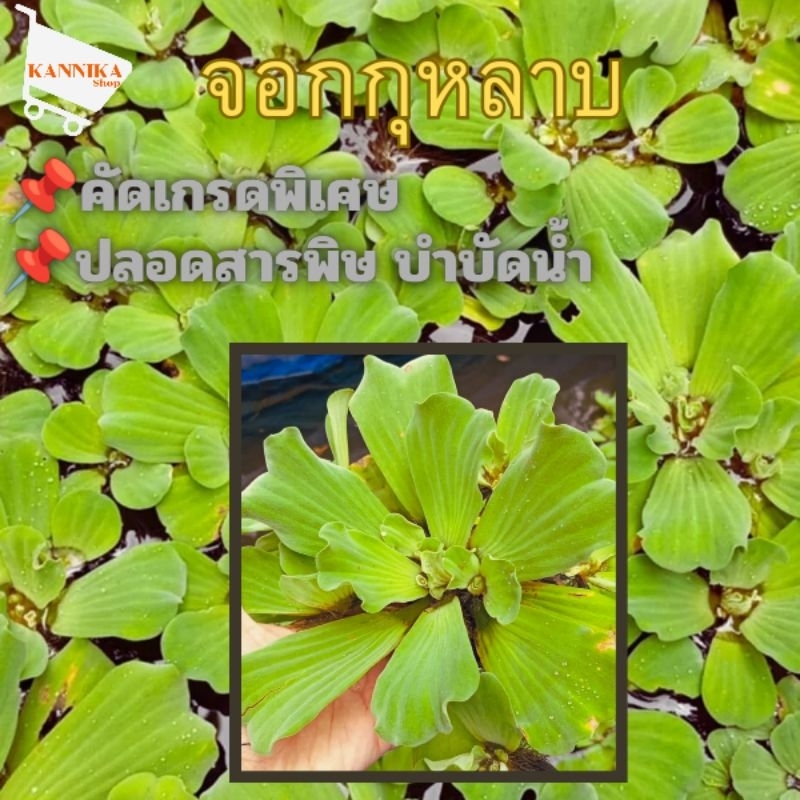 จอกแหน จอกกุหลาบ กิโลกรัมละ 25 บาท