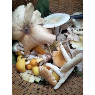 เชื้อเห็ดป่ารวมแบบเข้นข้นสุดๆ ประกอบไปด้วยเห็ดระโงก ตะไค ก่อแดง ก่อขาว น้ำหมาก ถ่าน หลังแหล่ ผึ้ง ขนาด500ml