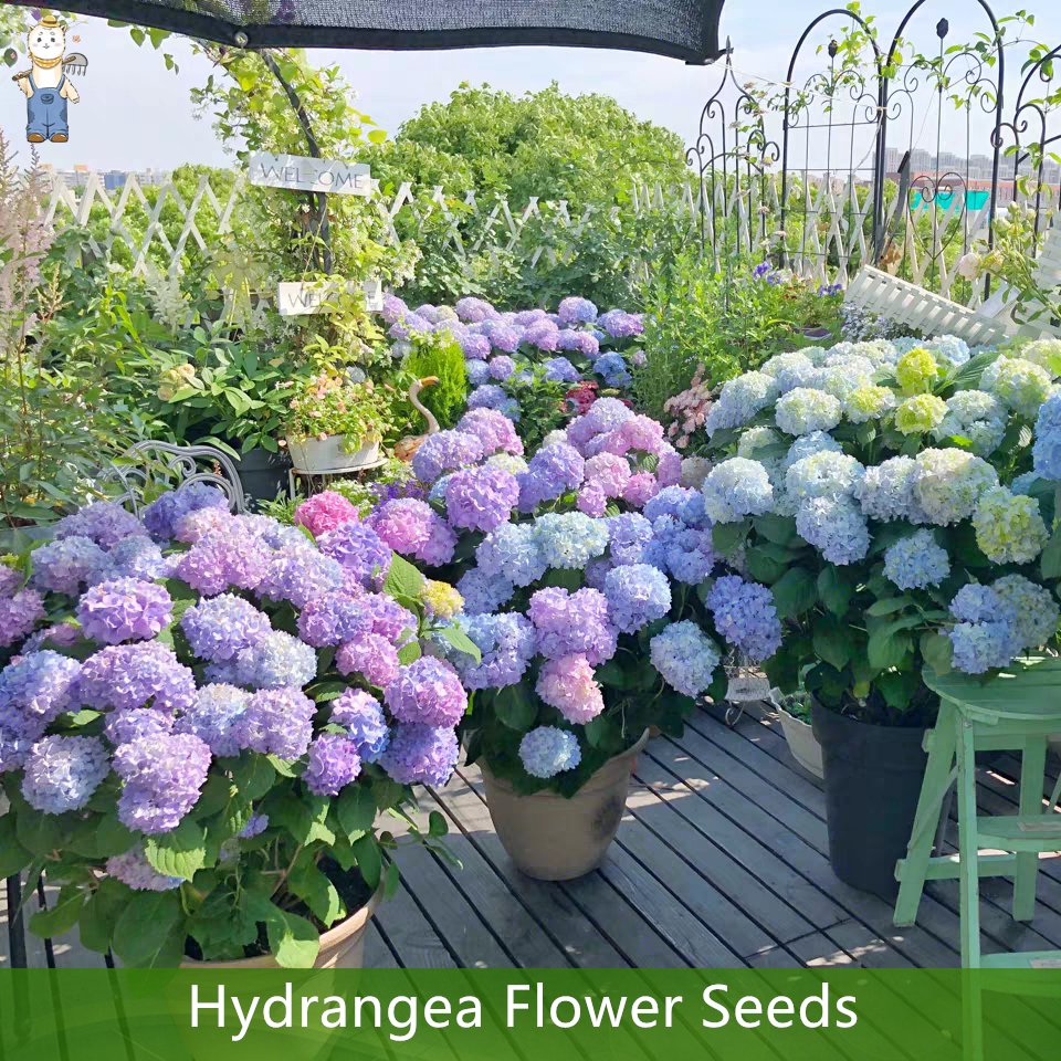 20 เมล็ด เมล็ดไฮเดรนเจีย เรนโบว์ คละสี Hydrangea Seed ไฮเดรนเยียสายพันธุ์ฝรั่งเศส ของแท้ 100% อัตราการงอก 90%