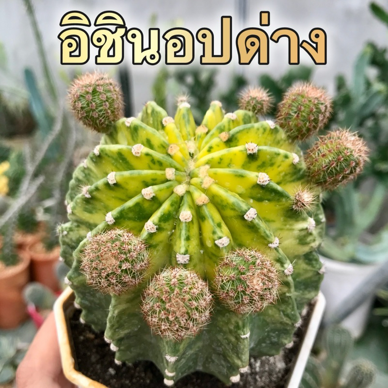 อิชินอปด่าง (ส่งทั้งกระถาง,เด็ดสด10หน่อ)