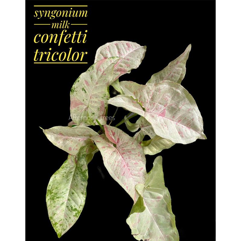 syngonium milk confetti tricolor ขนาด3นิ้ว