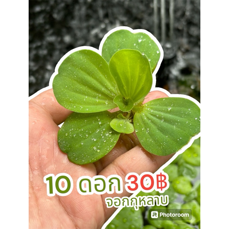 #จอกกุหลาบ #พืชน้ำ #ดอกจอก Water lettuec #บำบัดน้ำเสีย#เพิ่มออกซิเจน#บ่อปลาตู้ปลา#จอกญี่ปุ่น#จอกอเมซอน