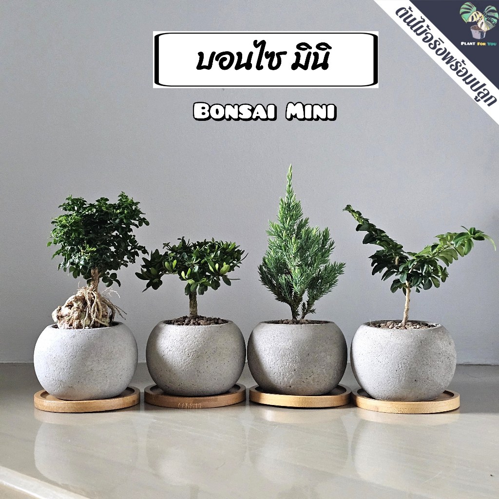 🌳 บอนไซ มินิ Bonsai Mini มีต้นหลายแบบ พร้อมกระถางปูน2.5"นิ้ว+จานรองไม้