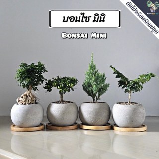🌳 บอนไซ มินิ Bonsai Mini มีต้นหลายแบบ พร้อมกระถางปูน2.5