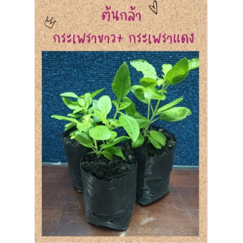 JK CURTAIN TM ต้นกล้ากระเพราขาว-กระเพราแดง #ผักสวนครัว #ต้นกล้าพร้อมปลูก #ผักปลอดสารพิษ ปลูกง่ายโตไว