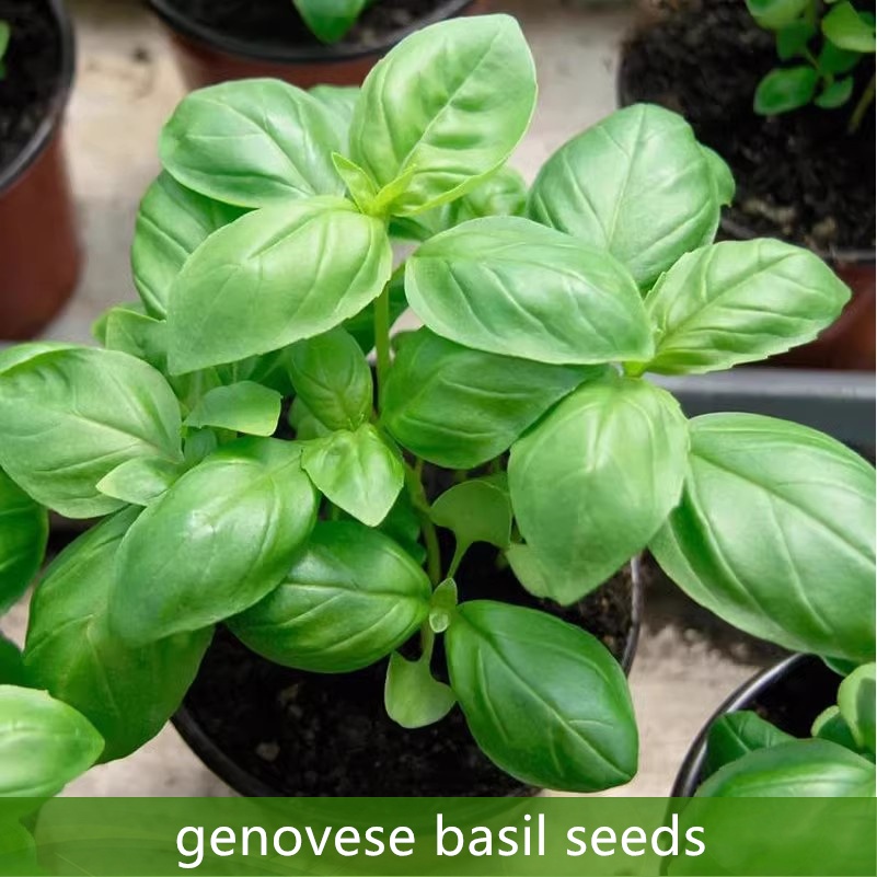 การปลูกในร่ม 150 เมล็ด เมล็ดพันธุ์ อิตาเลี่ยน เมล็ดโหระพา Italian Large Leaf Basil Seed บรรจุ คุณภาพดี ราคาถูก