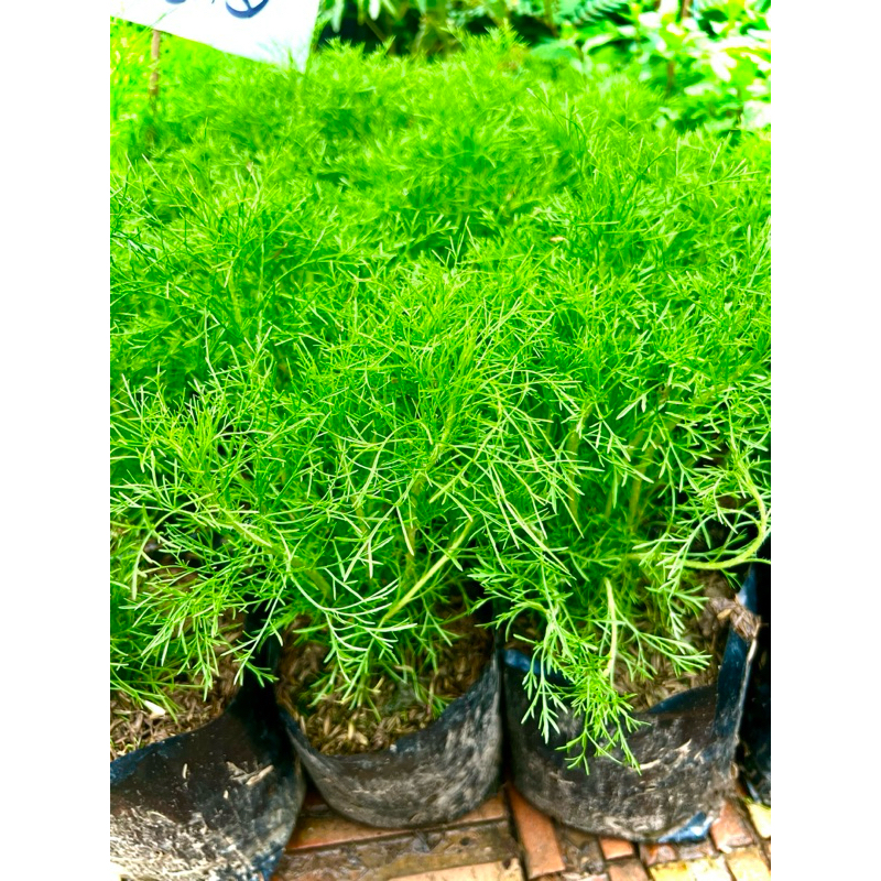 ต้น ผักชีลาว Dill ผักสวนครัวฝรั่ง ผักปลอดสารพิษ ใช้สำหรับปรุงอาหาร