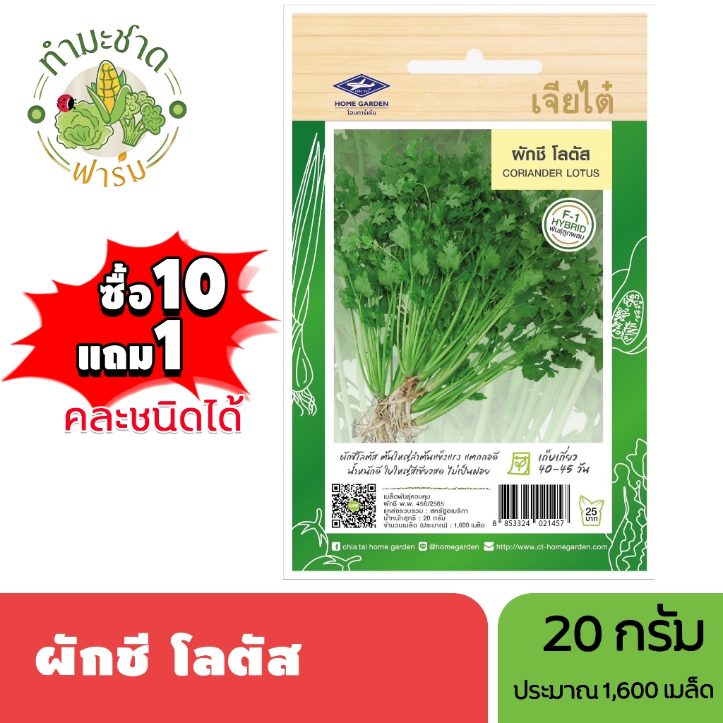 เจียไต๋ (ซื้อ10แถม1) ผักชี โลตัส CORIANDER LOTUS ขนาด20กรัม ประมาณ1,600เมล็ด เมล็ดพันธุ์พืช เมล็ดผัก ปลูกผักสวนครัว