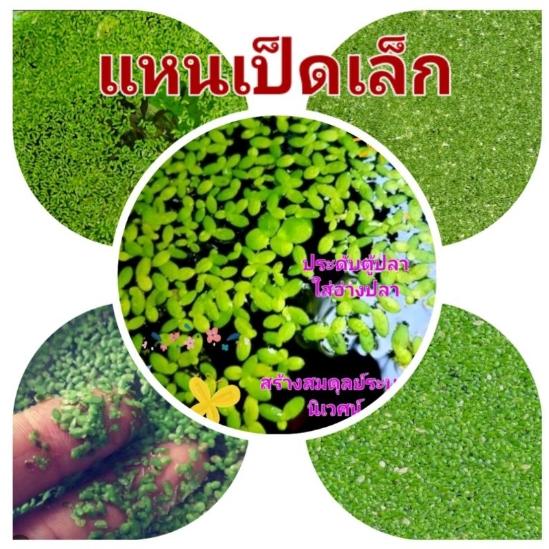 แหนเป็ดเล็ก จิ๋วแต่แจ๋ว