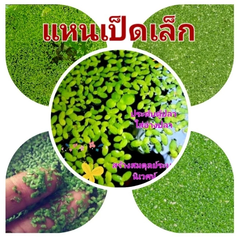 แหนเป็ดเล็ก จิ๋วแต่แจ๋ว