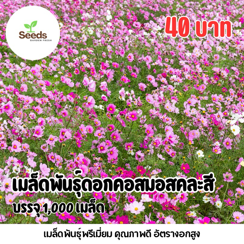 เมล็ดพันธุ์ดอกคอสมอสคละสี (Cosmos) บรรจุ 1,000 เมล็ด