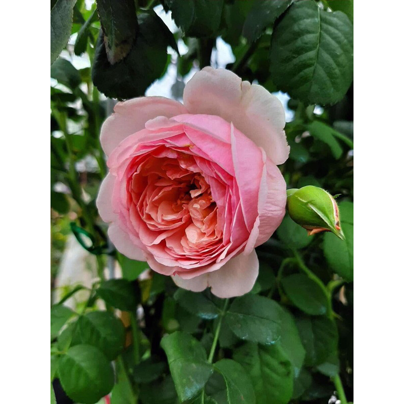 กุหลาบ-ปีเตอร์พอล รุเบนส์ Peter Paul Rubens ..  กลิ่นหอมแรง