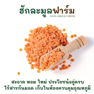 ถั่วเลนทิล แดง ออร์แกนิค 500กรัม ตราฮักละมูลฟาร์ม Organic red lentils split เลนทิว เลนทิลแดง