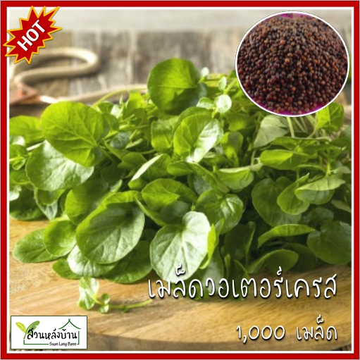 1,000 เมล็ด วอเตอร์เครส Watercress (Nasturtium officinale) สลัดน้ำ เมล็ดวอเตอร์เครส