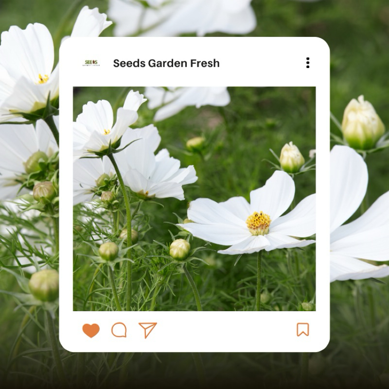 สุดคุ้ม!!! เมล็ดดอกคอสมอสสีขาวล้วน บรรจุ 100 เมล็ด มีวิธีปลูกแถมไปในกล่อง - รูปที่ 4