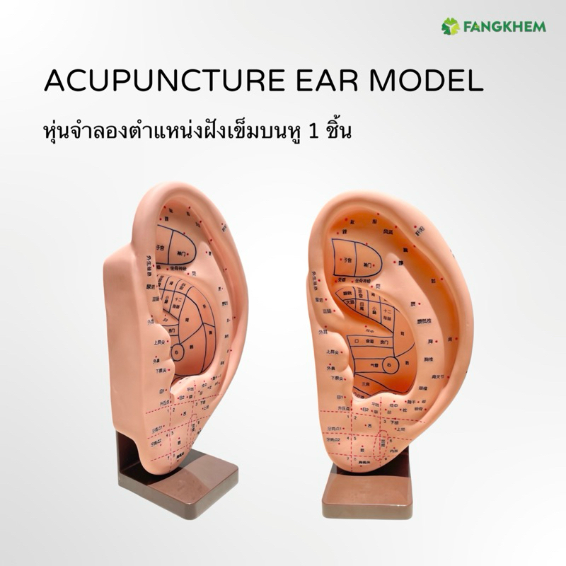 หุ่นจำลองตำแหน่งฝังเข็มบนใบหู จำนวน 1 ข้าง แสดงตำแหน่งจุดฝังเข็ม Auricular Acupoints Model By Fangkhem