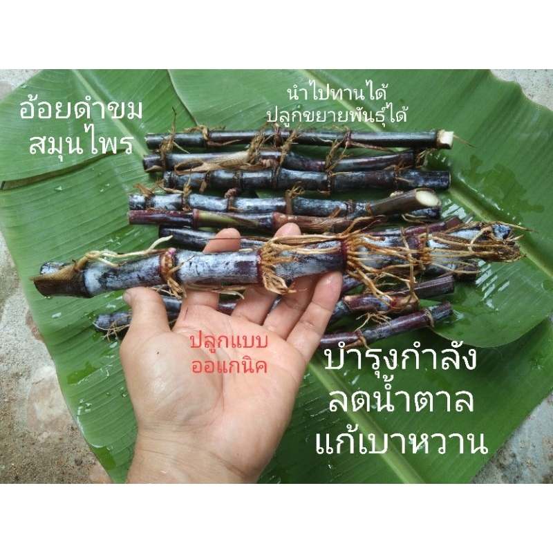 อ้อยดำขมสมุนไพร 1ชุด10ท่อนแถม2ท่อนโปรโชั่นนำไปรับประทานและปลูกขยายพันธุ์ได้เลยออแกนิคแท้100%ปลูกไว้หลังบ้าน