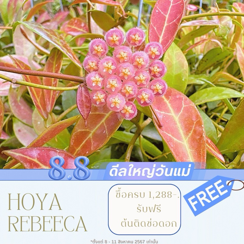 ต้นไม้แขวนประดับ กลิ่นหอม โฮย่า Hoya Aldrichii  สีชมพูหวาน ไม้ดอก  ต้นไม้ - รูปที่ 4