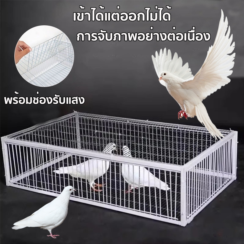 ขนาดใหญ่เพนียดดักนก กรงดักนก กรงกับดักนกพิราบ กรกดักนกเขา กรงนกพิราบ กรงนกทางเดียว