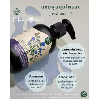 แชมพูสมุนไพรสด สูตรเพิ่มผมดกดำ แชมพูลดผมหงอก (FRESH HERBS SHAMPOO FOR HAIR DARKENING) มาบเอื้อง
