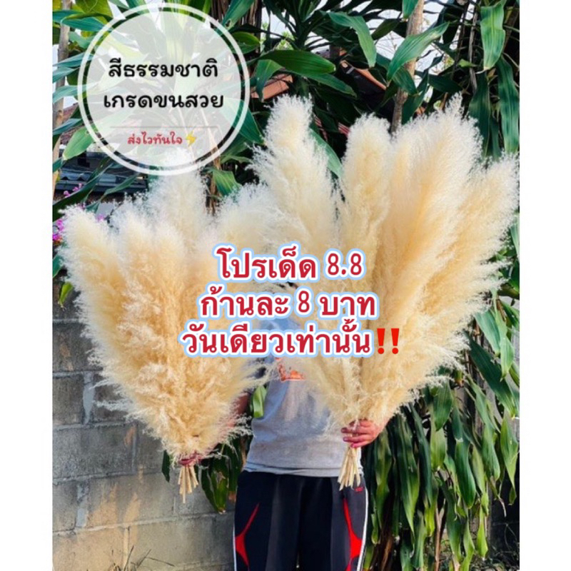 🔥Sale🔥งานเกรด✨ดอกเลาสีขาวทอง✨ขนหนา✨ห่อช่อฟรีใส่กล่องฟรีทุกออเดอร์รับประกันการหักทุกก้าน✅