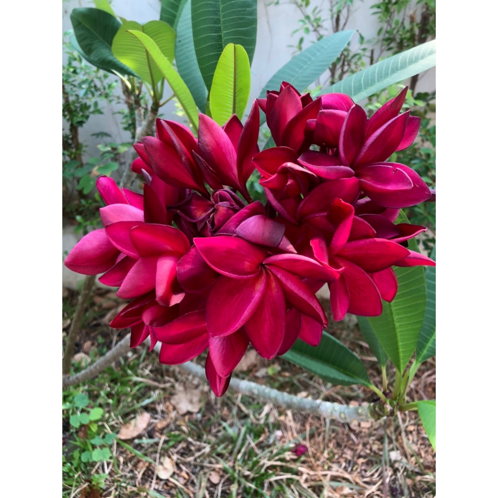 ต้นพันธุ์ ลีลาวดี ดอก สีแดง พร้อมปลูก ในถุงดำ  29 บาท  ดอกลีลาวดีใช้ผสมกับพลู ทำเป็นยา