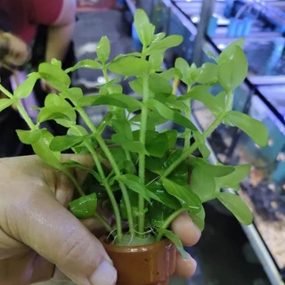 ลานไพลิน ( Bacopa caroliniana) เต้นไม้น้ำ เขียวสดสวย ส่งพร้อมกระถาง ต้นไม้ตกแต่งตู้ปลา (ต้นไม้เข้าใหม่ทุกวันพุธ)