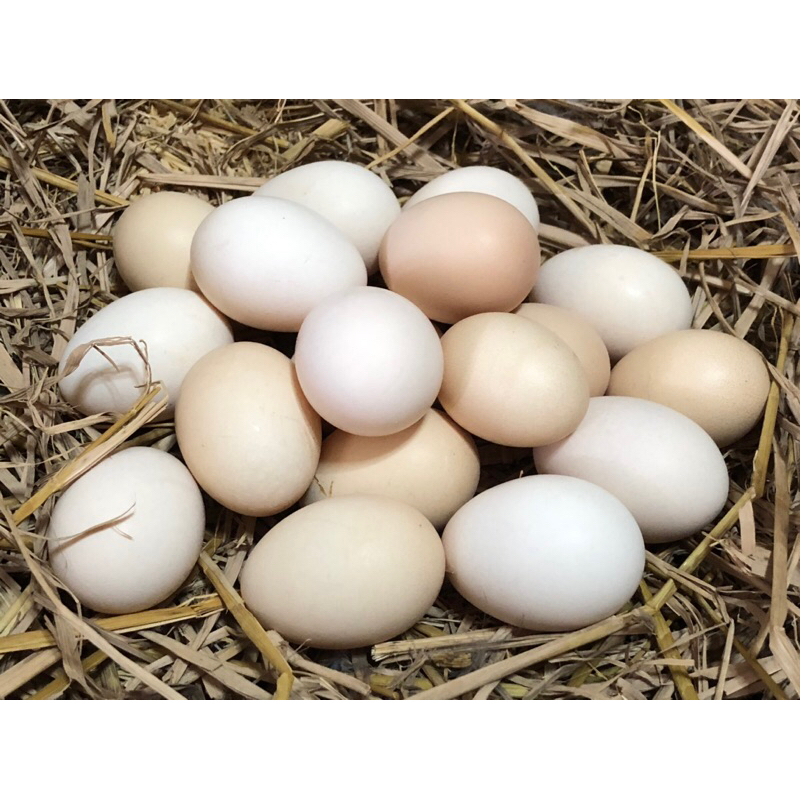 ไข่เชื้อ สำหรับฟักไก่ซิลกี้ ราคา 1 ฟอง