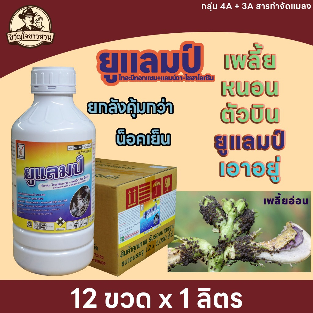 ยูแลมป์ 1ลิตร ยกลัง 12 ลิตร (ไทอะมีทอกแซม + แลมบ์ดา-ไซฮาโลทริน)เพลี้ยอ่อนถั่วฝักยาว เพลี้ยไก่แจ้ในทุ