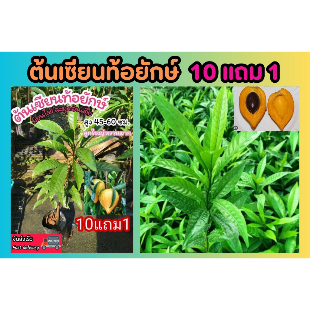 ต้นเซียนท้อยักษ์ สูง 45-60 ซม.พันธุ์​หวานมาก วิตามินสูง มู่กว่า ม่อนไข่ ละมุดอินเดีย ต้นไม้มงคล ผลไม