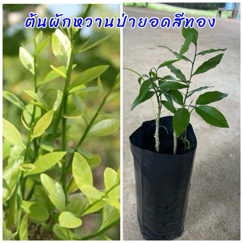 ต้นผักหวานป่ายอดสีทอง (2ต้น) นิยมนำยอดอ่อนมาประกอบอาหาร รสชาติอร่อย