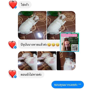 แชมพูสุนัข Hibiscrub ขนาด 500 มล (แชมพูพรีเมียม) แถมฟรีแปรงทุกออร์เดอร์ ผิวแข็งแรง ยีสต์ รา