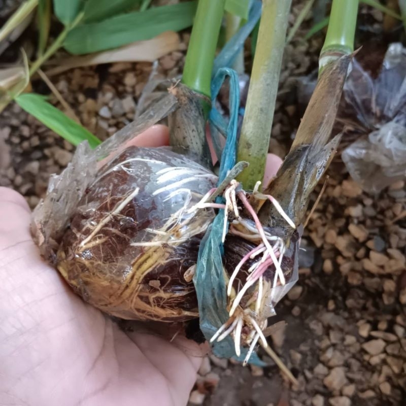 ไผ่ซางหม่นแบบตุ้มตอน ตุ้มละ 35 บาท คุณภาพรากเดินดีทุกตุ้ม %