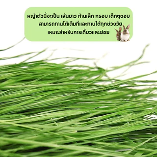 หญ้าทิมโมธี ออแกนิคอบลมร้อน 500g Super Premium Timothy สำหรับกระต่าย และสัตว์ฟันแทะ
