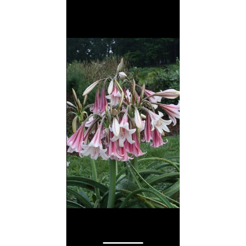 Crinum variabile  พลับพลึงช่อดก 30ดอก ดอกสองสี