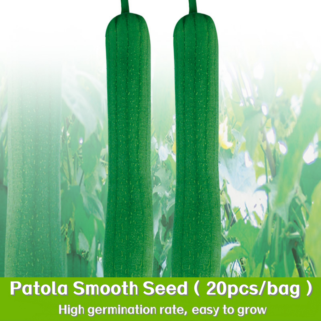 พืชผัก 20 เมล็ด Patola Smooth Seeds / smooth patola seeds บวบ เมล็ดพันธุ์อินทรีย์ การปลูกต้นไม้ด้วยม