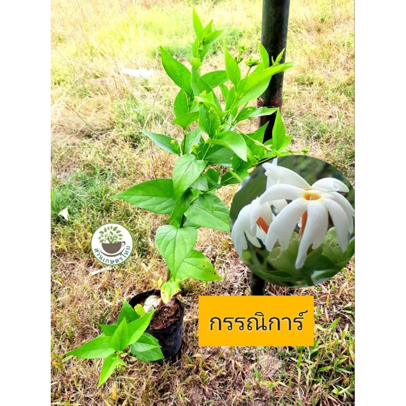 ต้นกรรณิการ์  ดอกหอม ออกดอกทั้งปี
