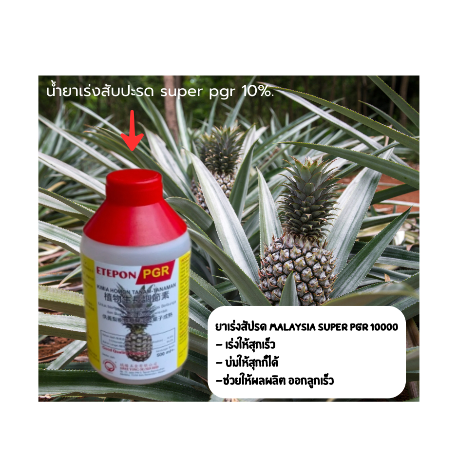 น้ำยาเร่งสับปะรด super pgr 10%. หัวแดง ยาเร่งสับปะรด Malaysia super pgr 10000