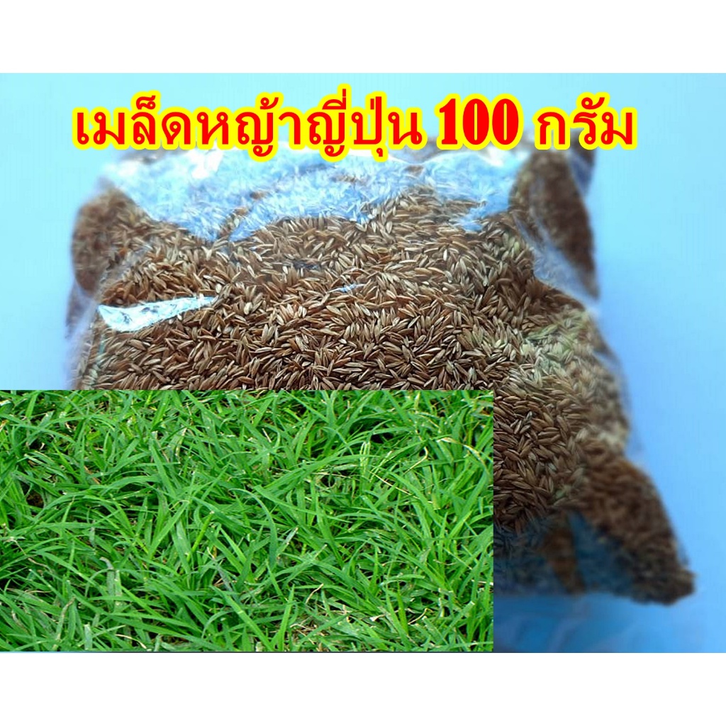 ขายส่ง 1 ขีด เมล็ดหญ้าญี่ปุ่น Japanese Lawn Grass หญ้าปูสนาม สนามหญ้า พืชตระกูลหญ้า เมล็ดพันธุ์หญ้า 