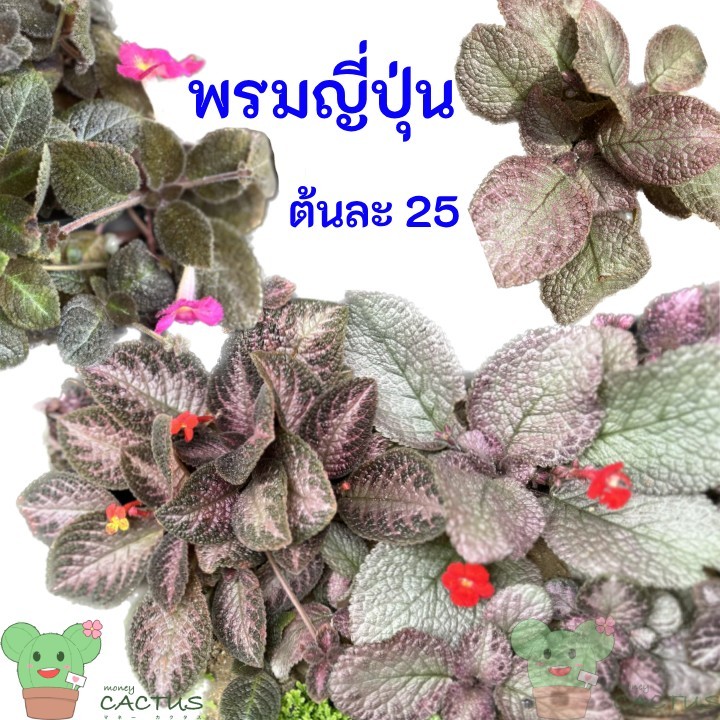พรมญี่ปุ่น Episcia พรมกำมะหยี่ ในกระถาง 3 นิ้ว ต้นไม้ประดับ ตกแต่งห้อง คอนโด ไม้กระถาง ไม้ใบ คลุมดิน