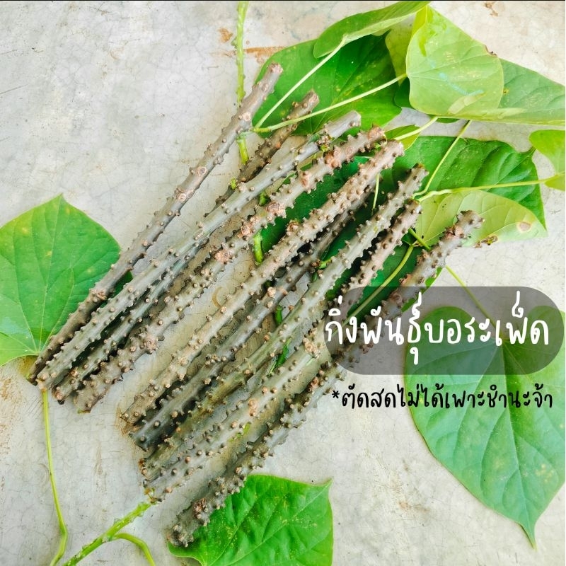 กิ่งพันธุ์บอระเพ็ด ออแกนิก 20 กิ่ง (ตัดสด รับประทานได้สบายใจ ปลูกได้) ห้ามกดสั่งรวมกับผลไม้