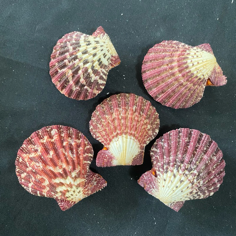 เปลือกหอยเชลล์แสนสวย YOU HUA SCALLOP สำหรับตกแต่งบ้านและสะสม 4-5cm