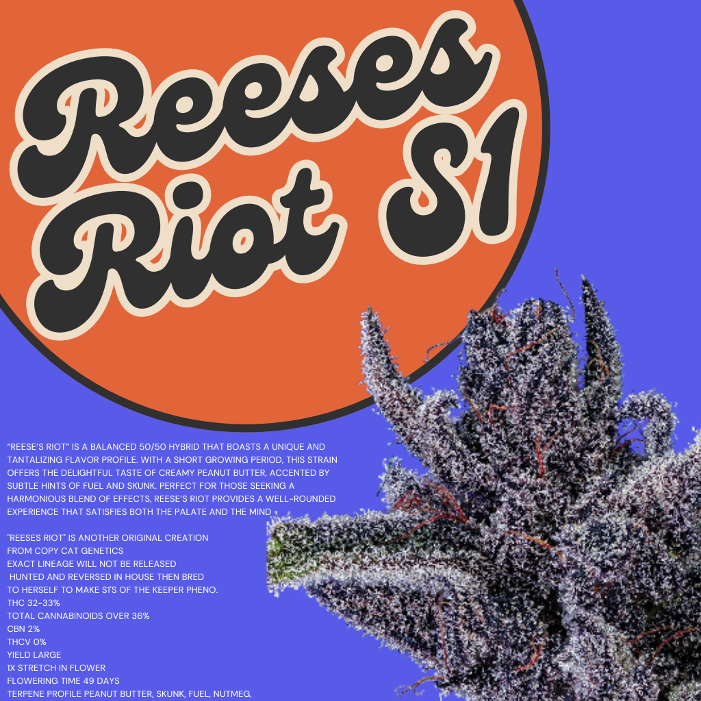 เมล็ดกัญชา ค่าย COPYCAT Reeses Riot S1