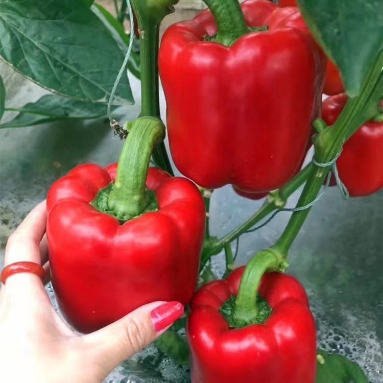 เมล็ดพันธุ์ พริกหวาน พริกหยวกหวาน พริก ( Sweet Pepper Seed ) สีแดง สีเขียว สีส้ม สีเหลือง สีขาว50เมล็ด