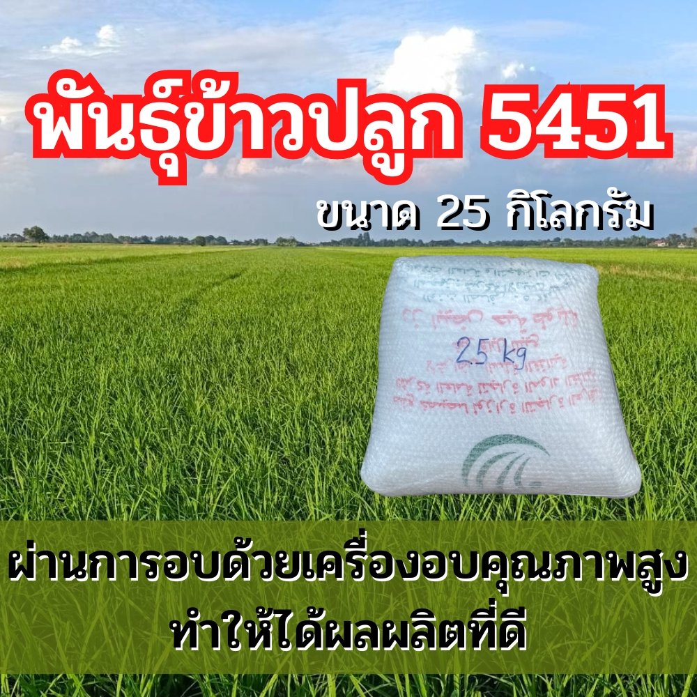 พันธุ์ข้าวปลูก 5451 ข้าวปลูก 5451 เมล็ดพันธุ์ข้าว 5451 (25กิโลกรัม)