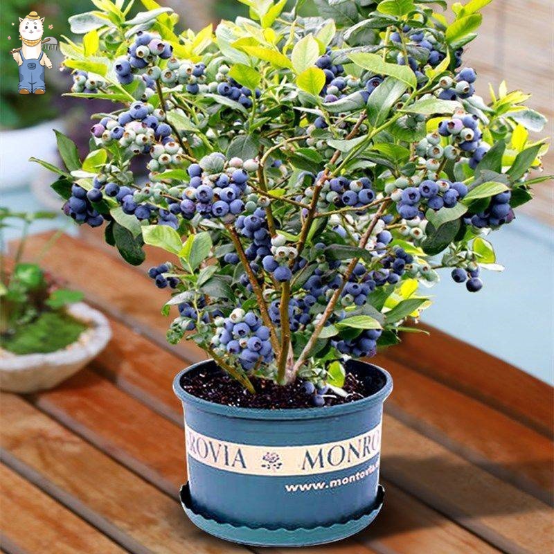 ไม้ผล 20 เมล็ด บลูเบอร์รี่ Blueberry Seeds for Planting เมล็ดพันธุ์ให้ผลผลิตสูง การเก็บเกี่ยว