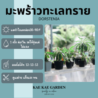 มะพร้าวทะเลทราย,มะพร้าวทะเลทรายใบกลมDorstenia Crispa,มะพร้าว…