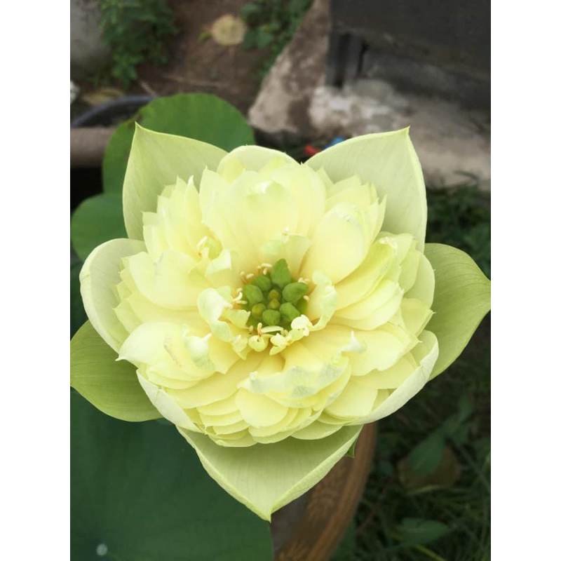บัวหลวงสายพันธุ์ Gold Apple