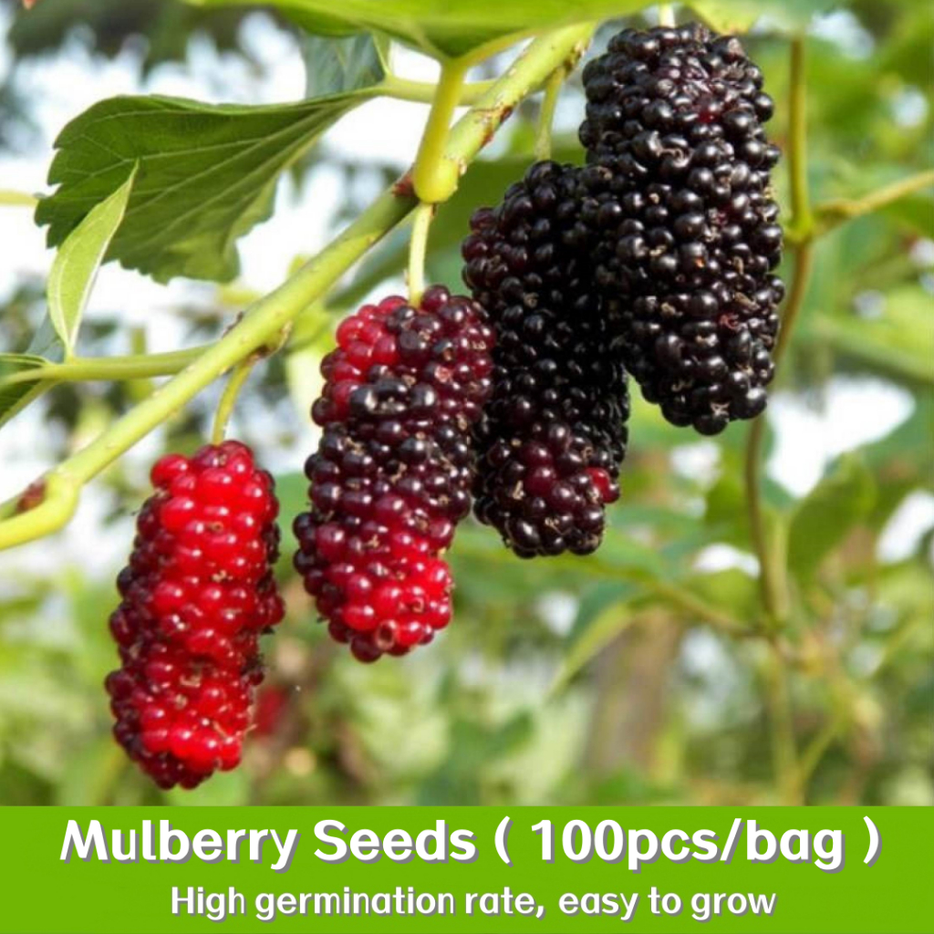 100 เมล็ด Dwarf Mulberry Seeds for Planting เมล็ดมัลเบอร์รี่ เมล็ดพันธุ์ให้ผลผลิตสูง การเก็บเกี่ยว