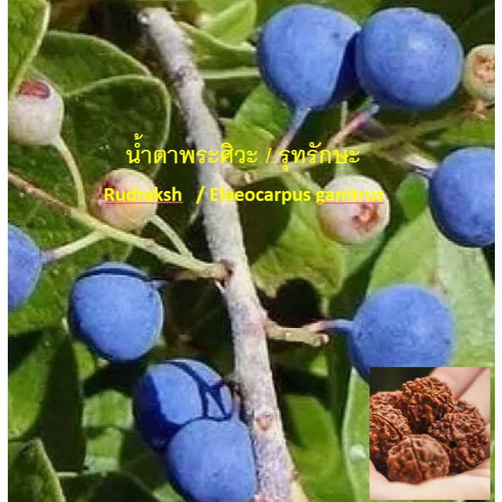 Elaeocarpus ganitrus / Rudraksh / Rudraksha เมล็ดน้ำตาพระศิวะ Seeds For Growing imported from India